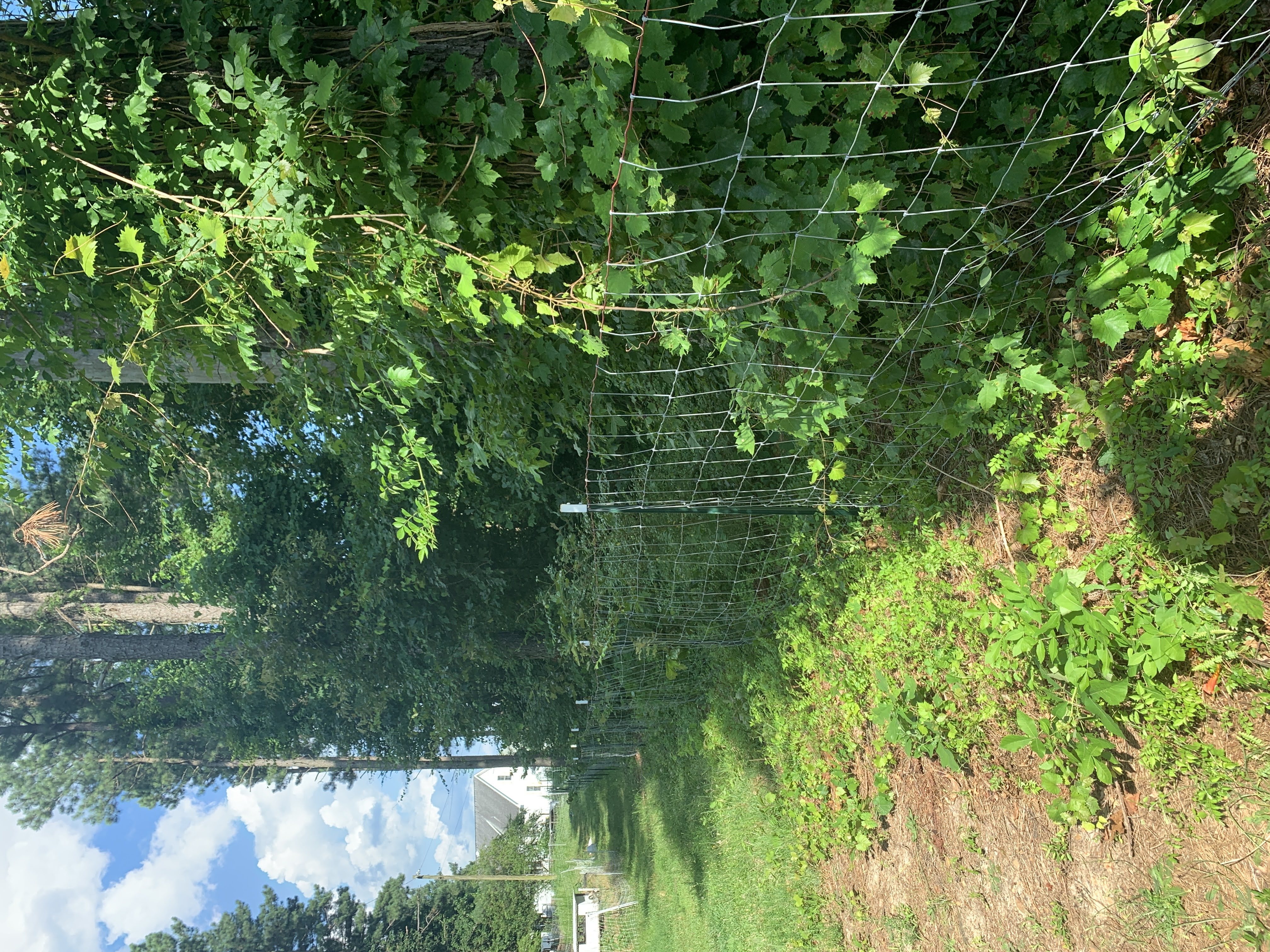 goat building